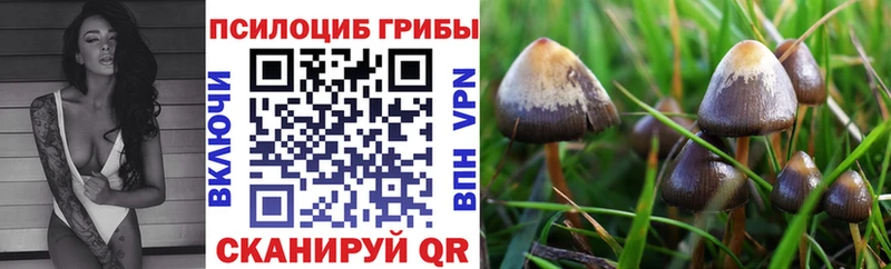 Псилоцибиновые грибы GOLDEN TEACHER  что такое   Кинель 